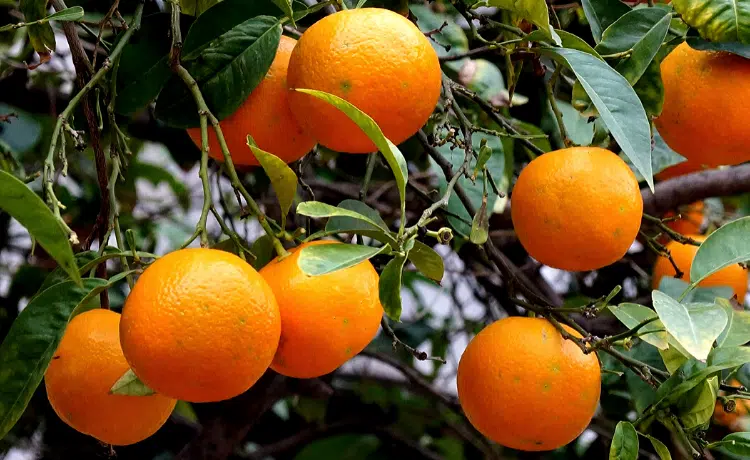 Arancio coltivazione