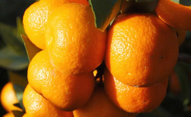 Chinotto pianta