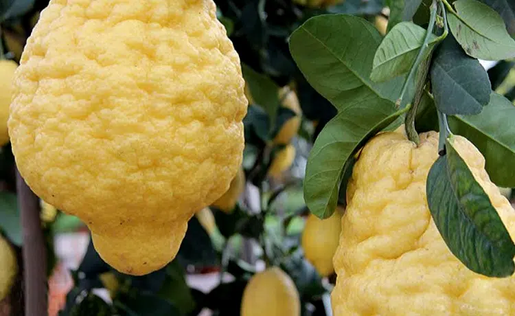 Coltivazione cedro