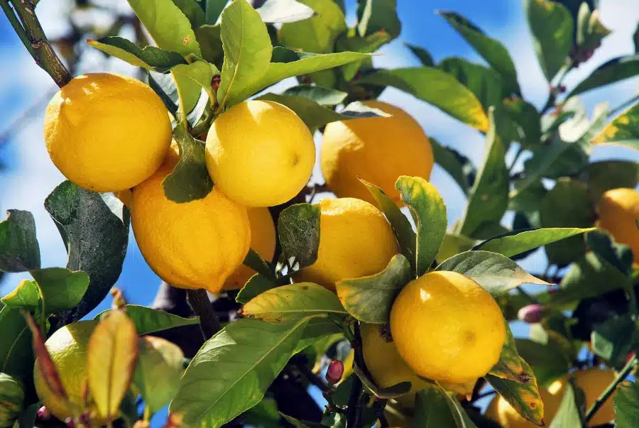 Cura dei limoni