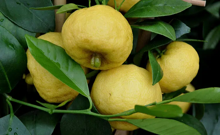 Limetta dolce