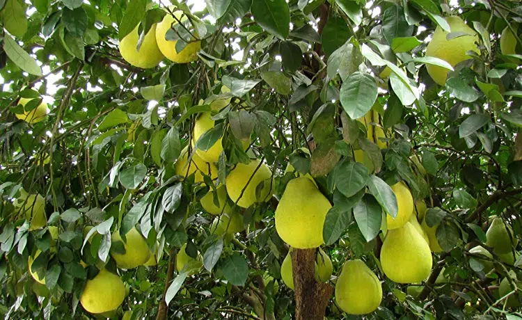 Pomelo pianta