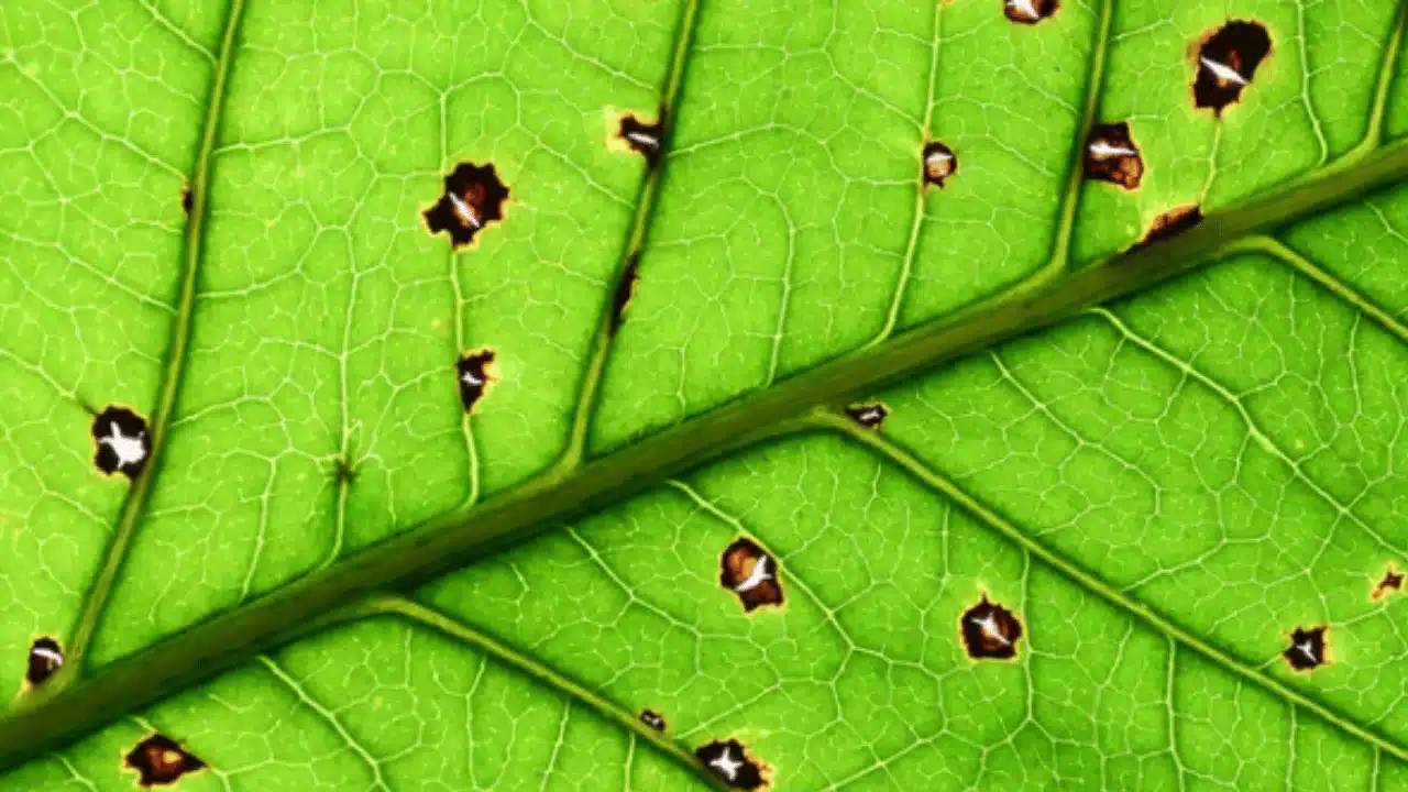 malattia pianta