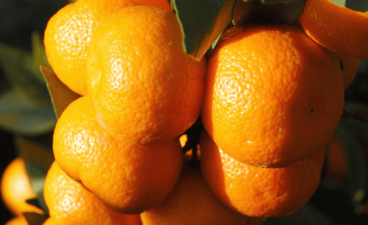 Chinotto pianta