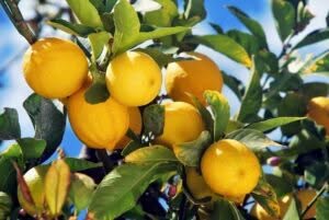 Scopri di più sull'articolo Come Effettuare la Potatura del Limone Senza Commettere Errori
