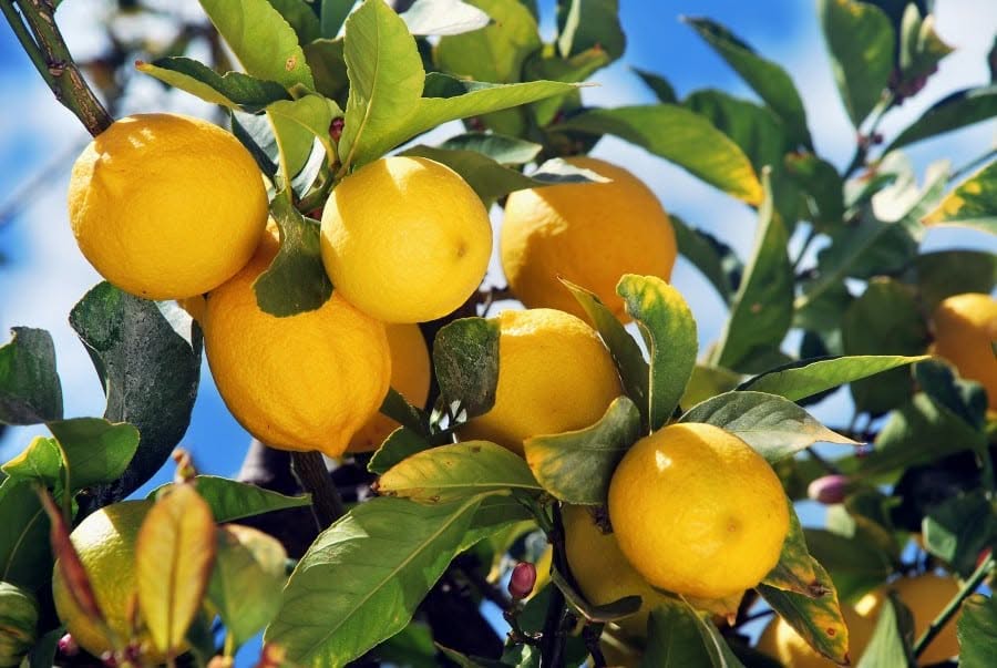 Cura dei limoni