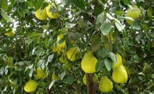 Scopri di più sull'articolo Pomelo pianta