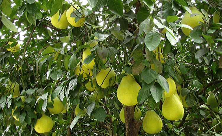 Pomelo pianta