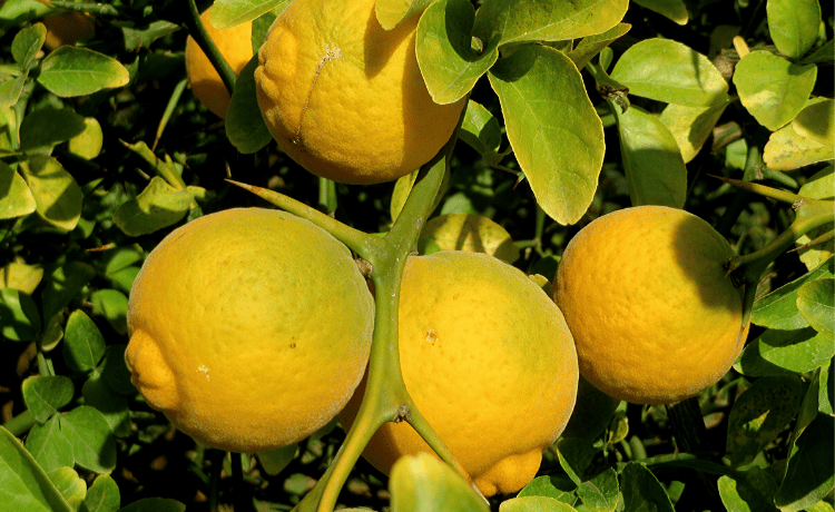 Ponciro
