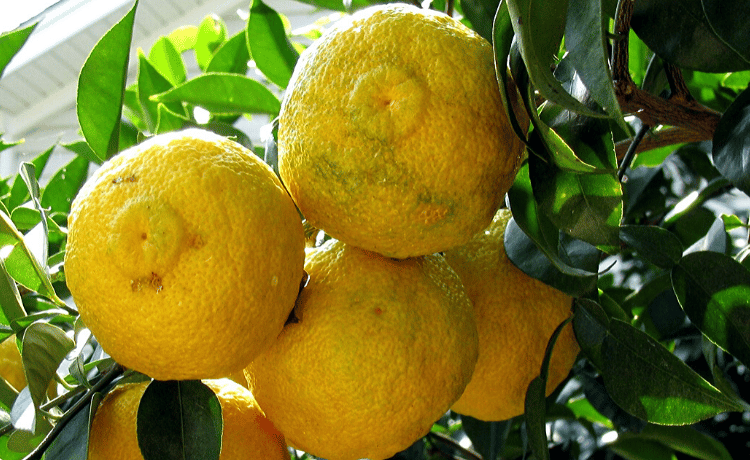 Yuzu giapponese