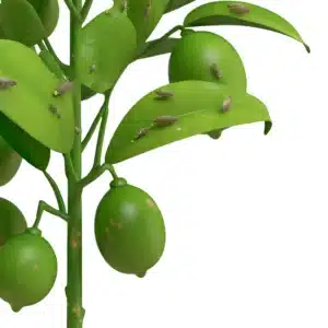 afidi su pianta di limone